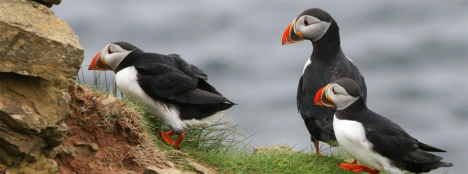In de Borgarfjordur baai kun je in de periode van eind april tot en met medio augustus uitstekend papegaaiduikers spotten
