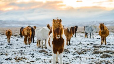 Het IJslandse paard