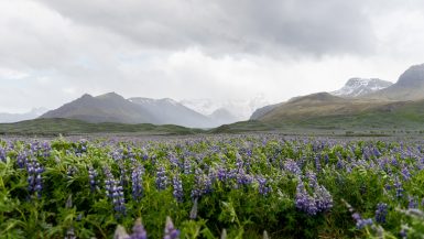 Flora in IJsland