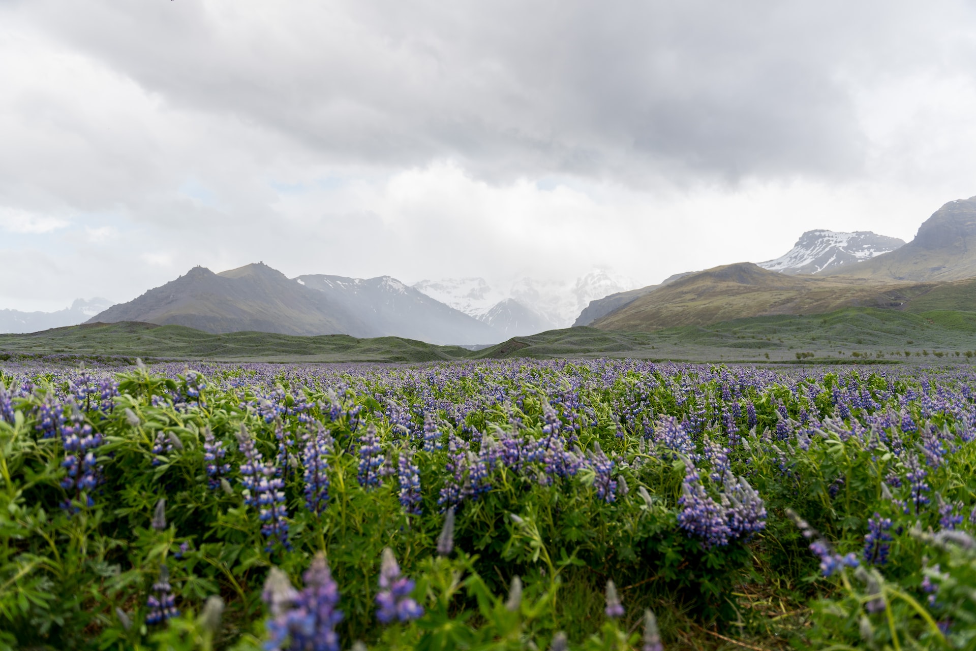 Flora in IJsland